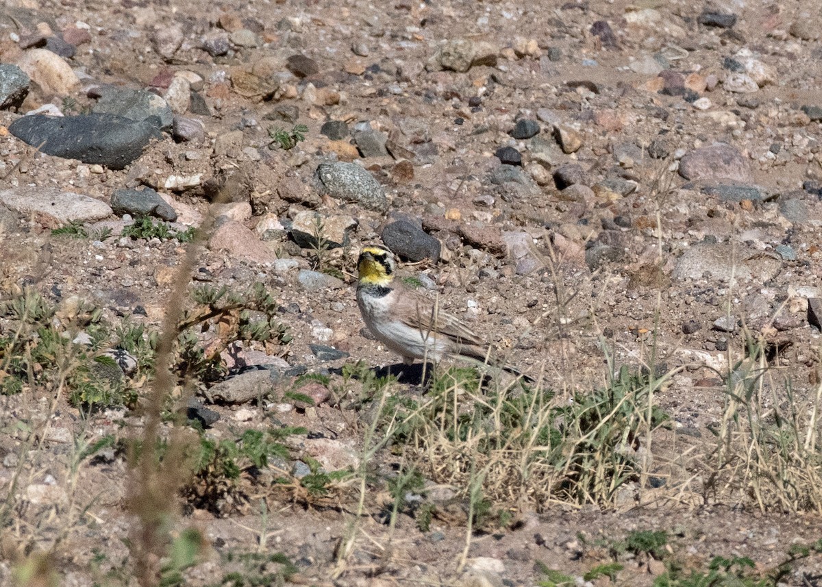 Horned Lark - ML623882068