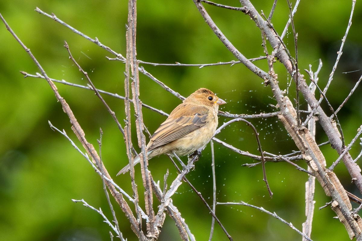 Indigo Bunting - ML623882079