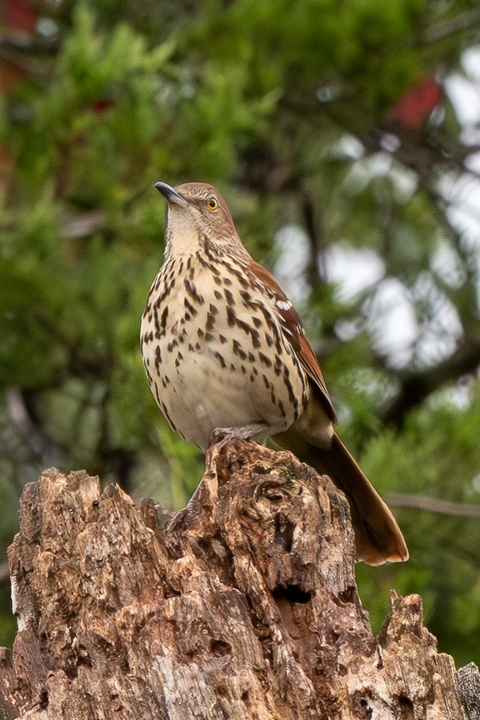 Brown Thrasher - ML623882096