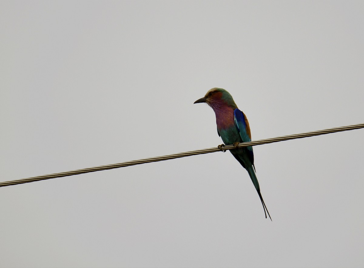 Lilac-breasted Roller - ML623882097