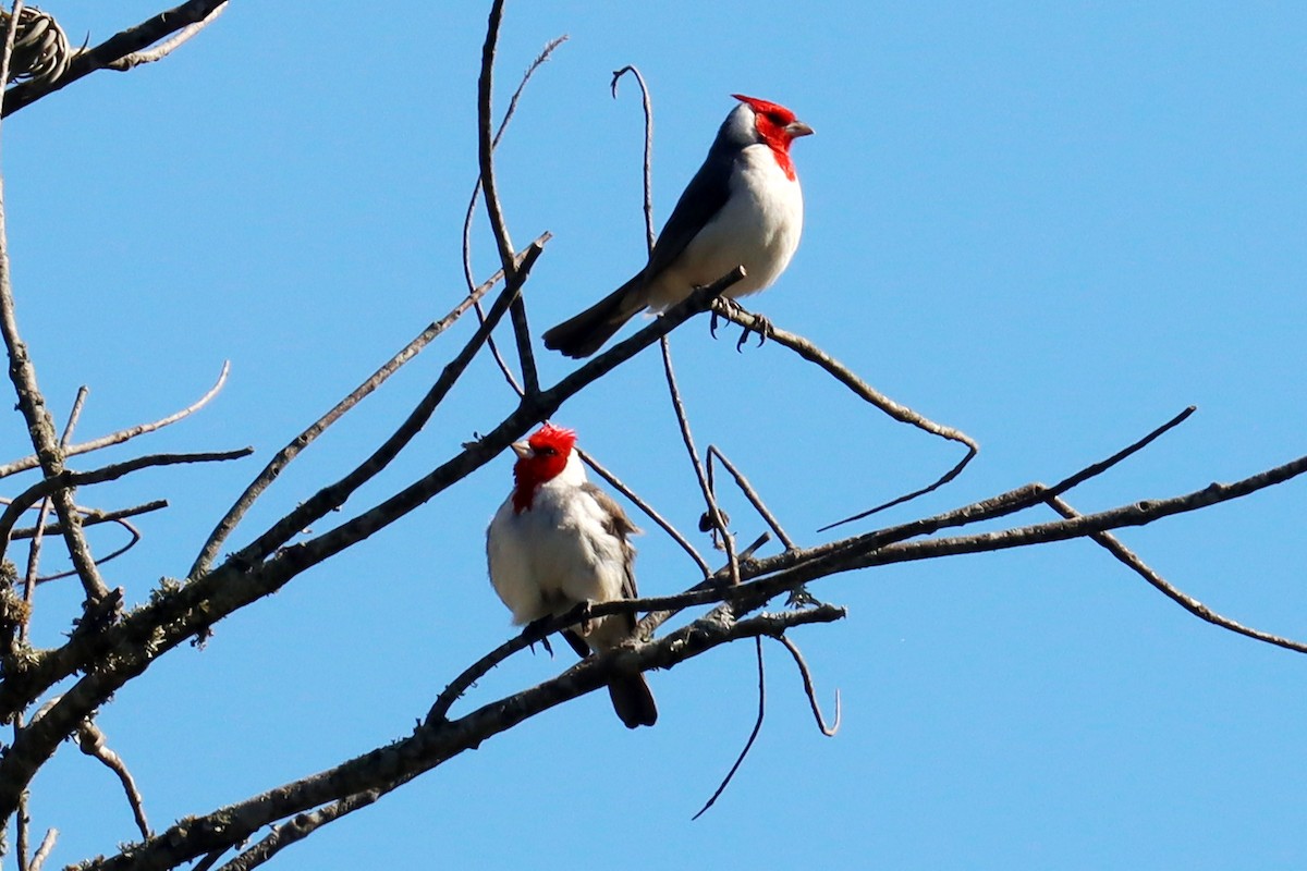 Red-crested Cardinal - ML623882108