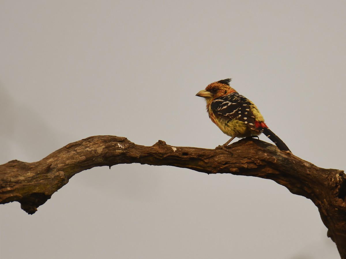 Crested Barbet - Fernando Manteiga