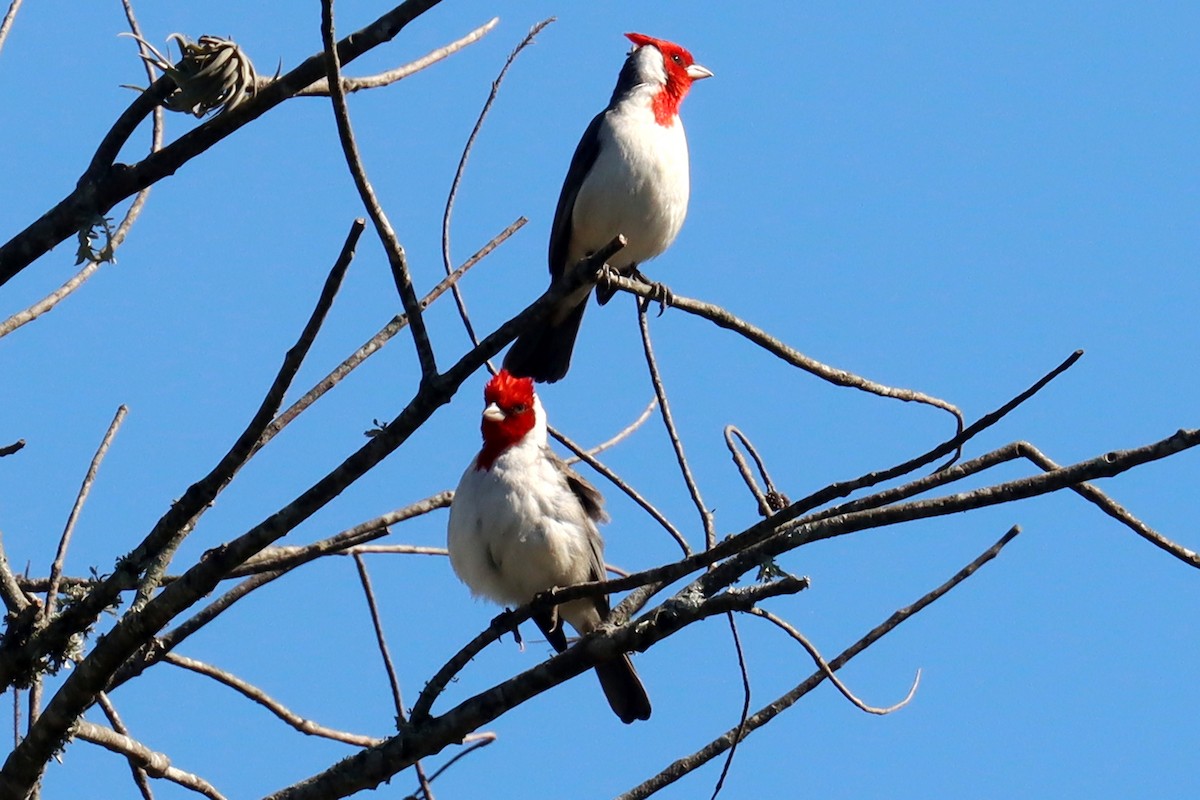 Red-crested Cardinal - ML623882110