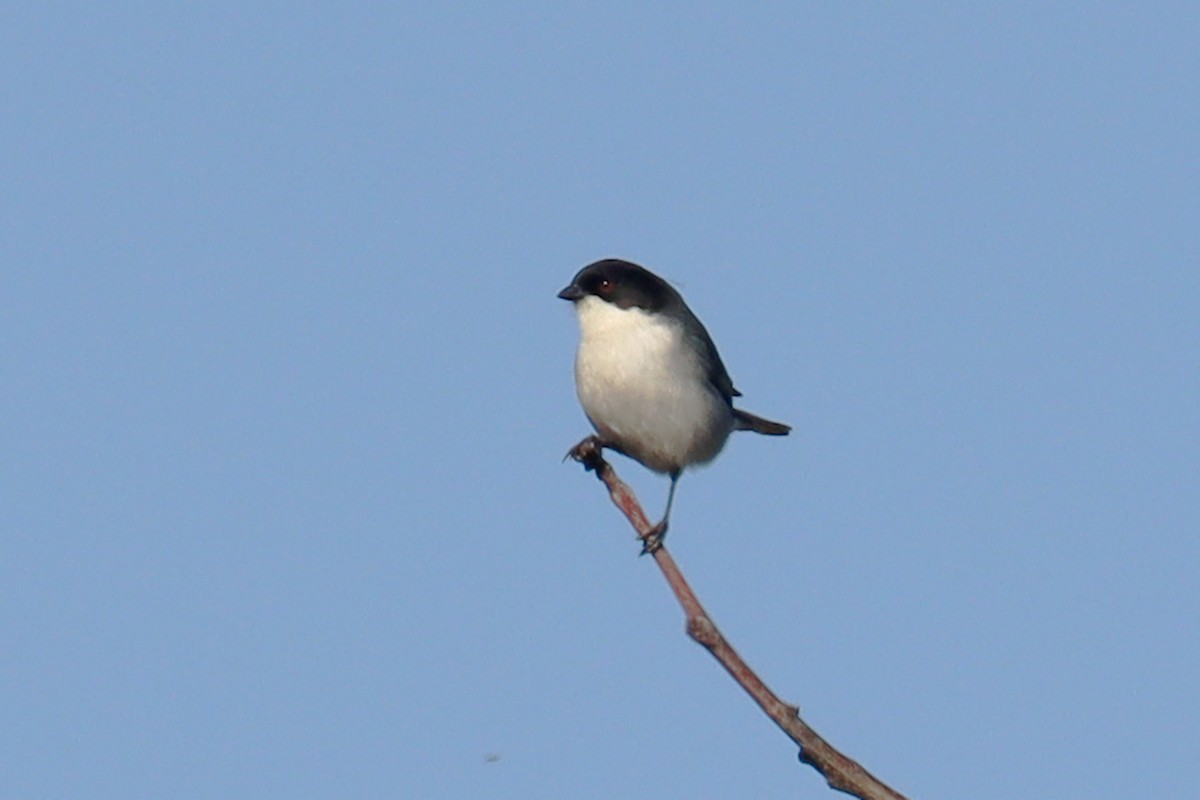 Black-capped Warbling Finch - ML623882115