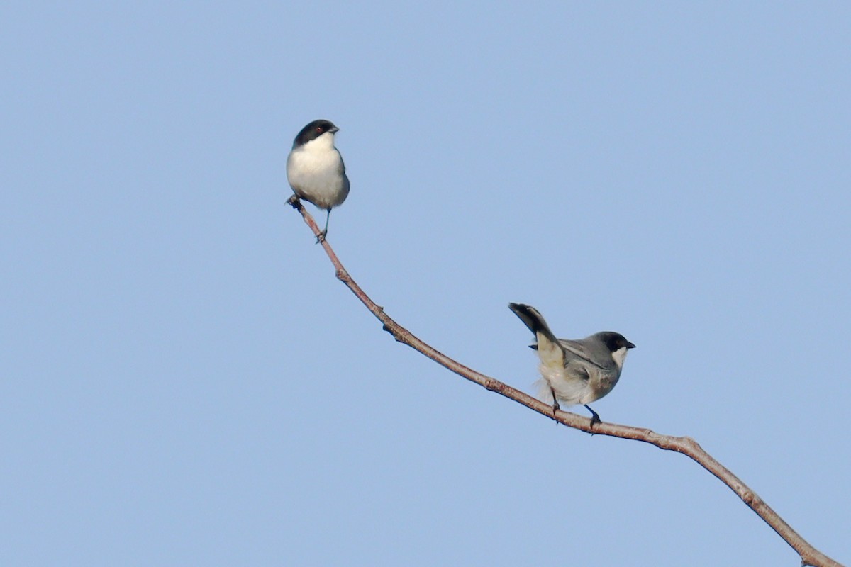 Black-capped Warbling Finch - ML623882116