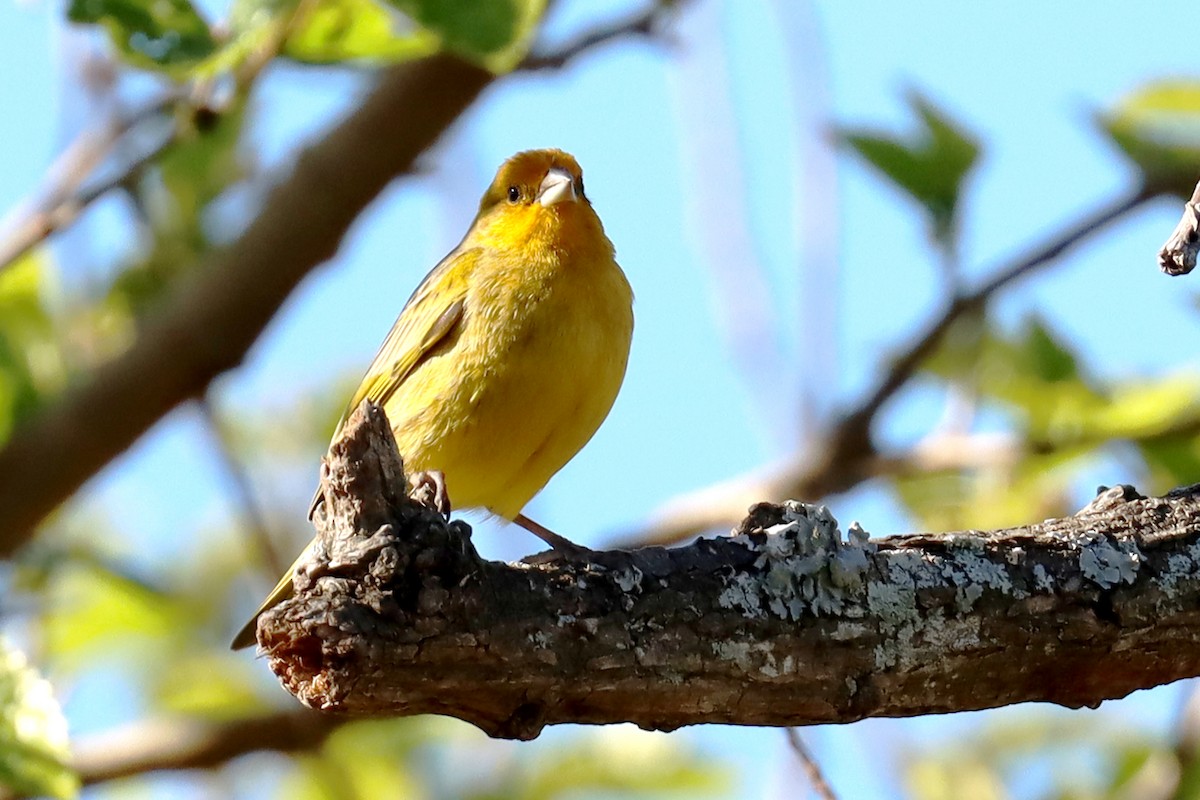 Saffron Finch - ML623882125