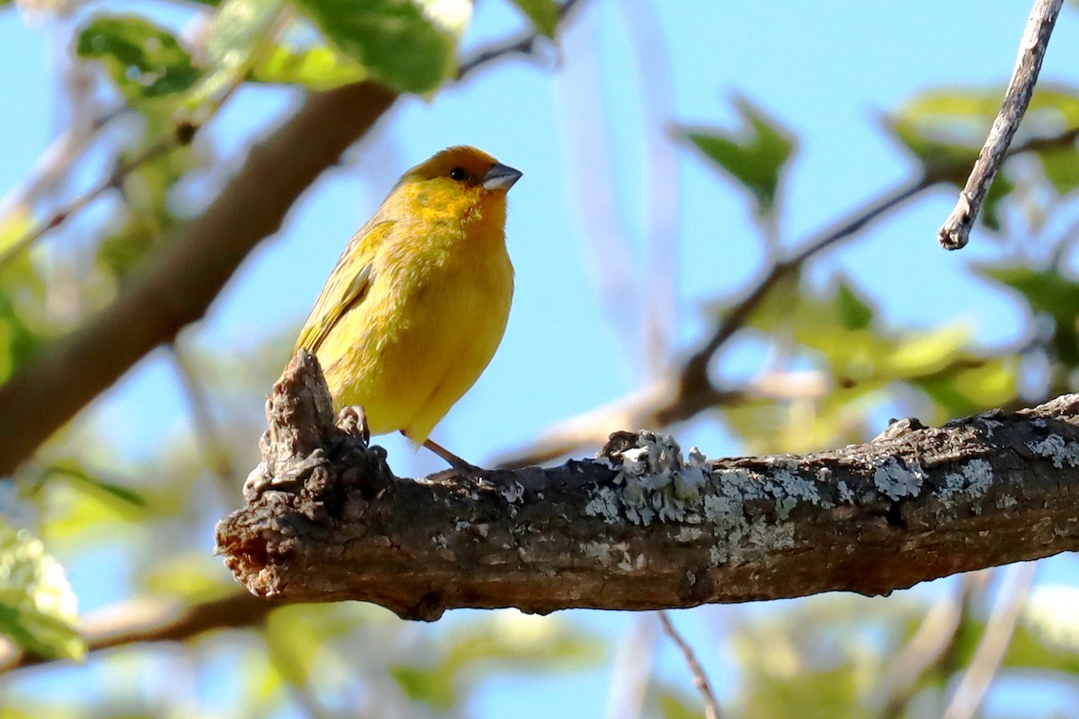 Saffron Finch - ML623882126