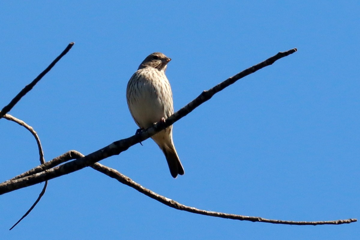 Saffron Finch - ML623882127