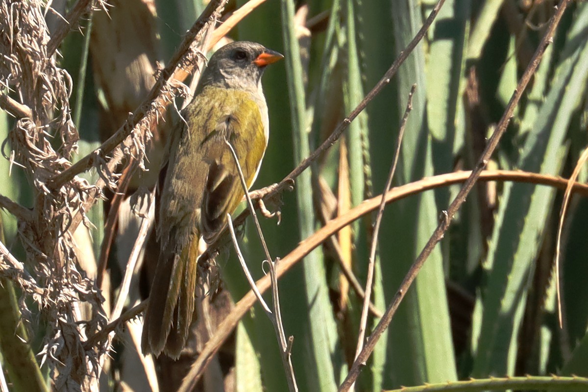 Great Pampa-Finch - Miguel Angel Bean