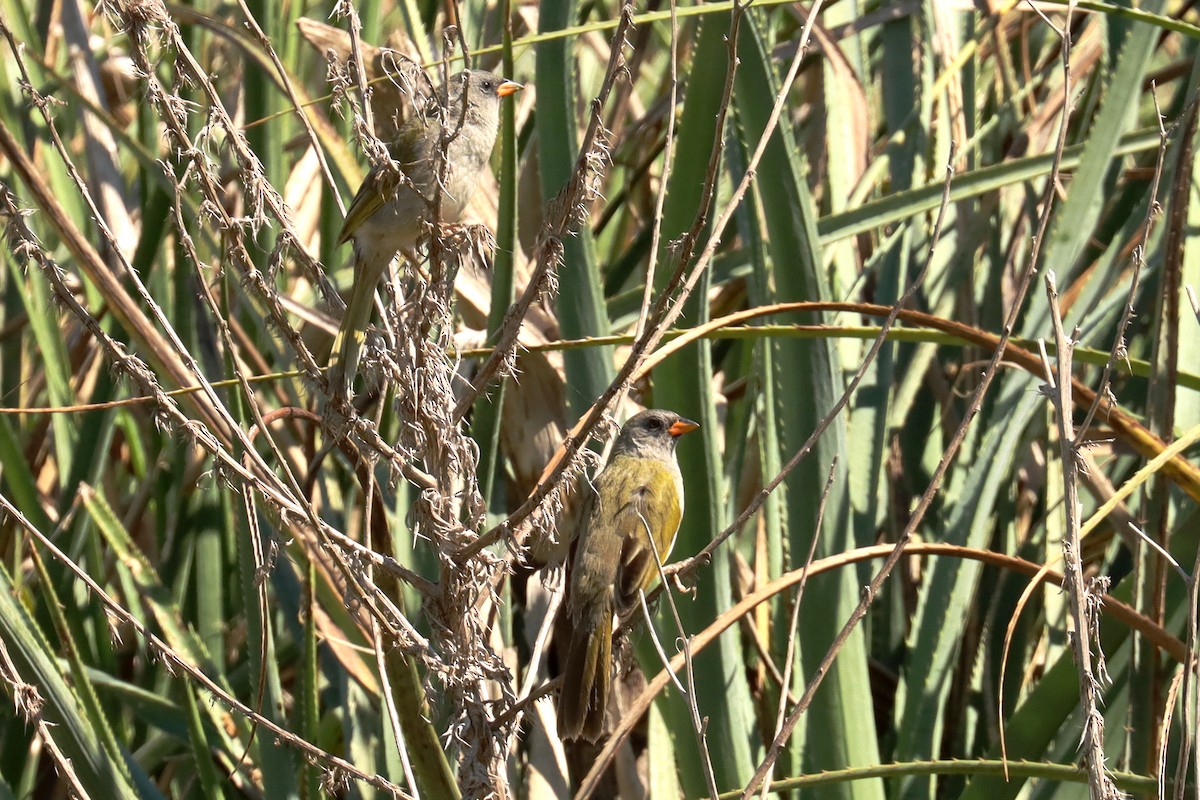 Great Pampa-Finch - ML623882139