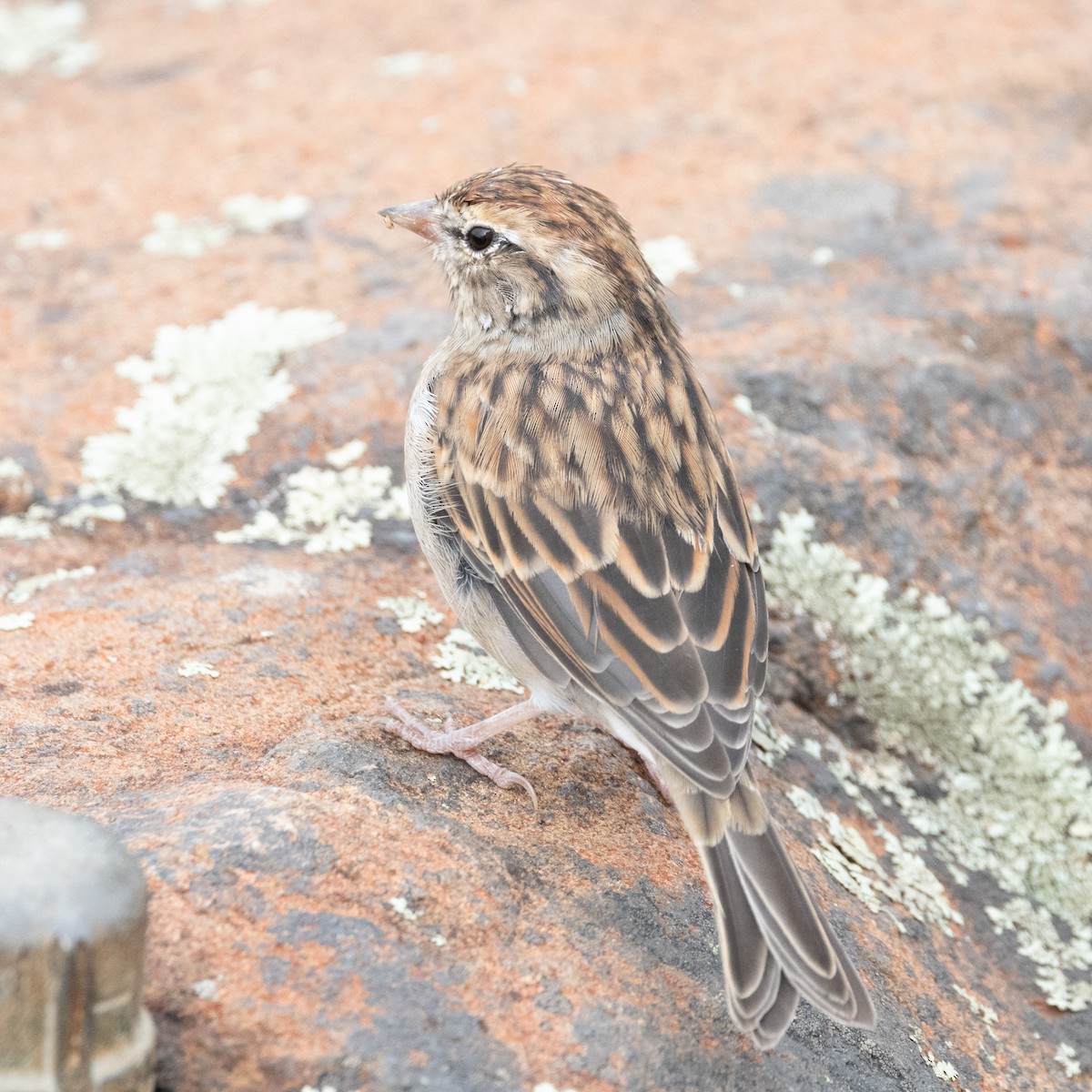 Chipping Sparrow - ML623882142