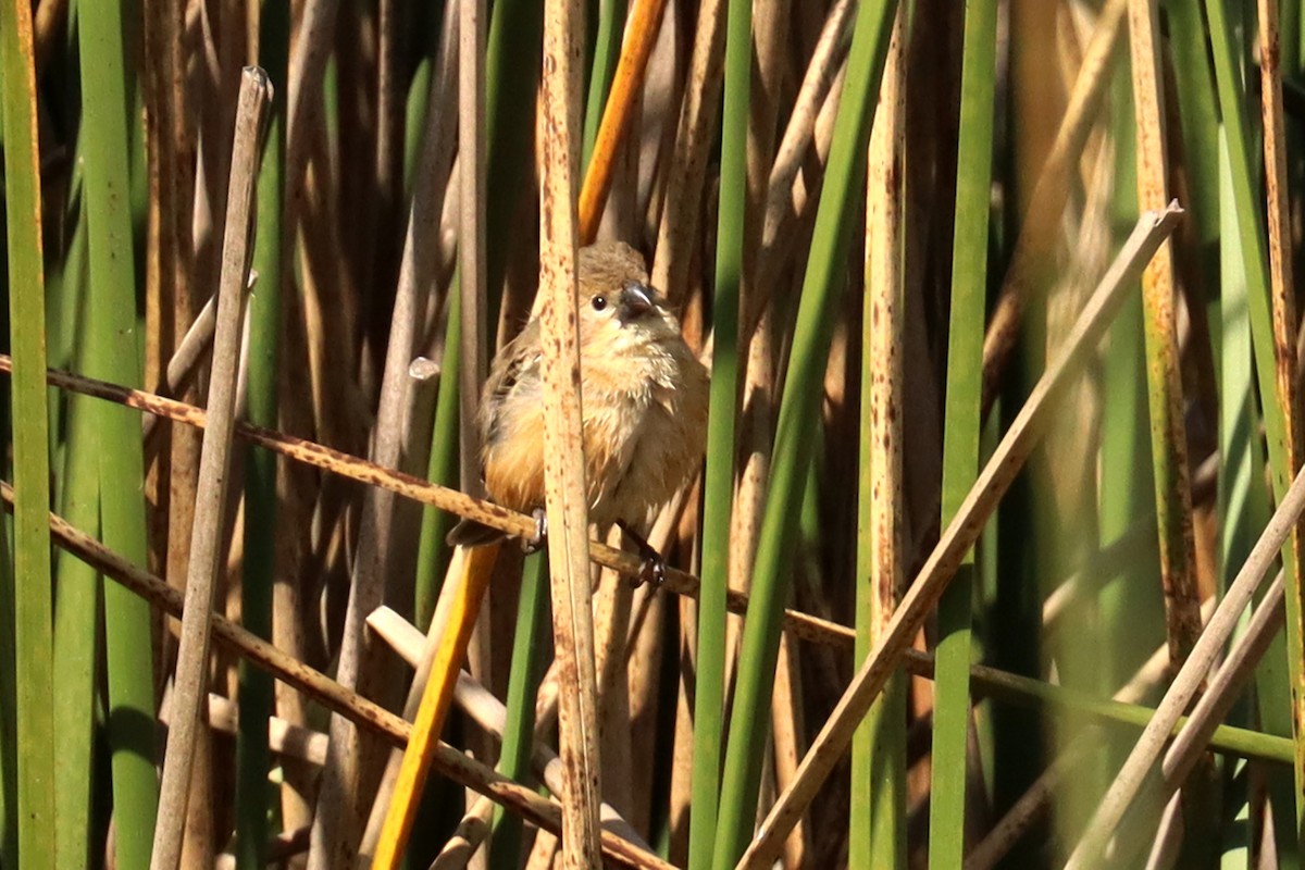 Rusty-collared Seedeater - ML623882152