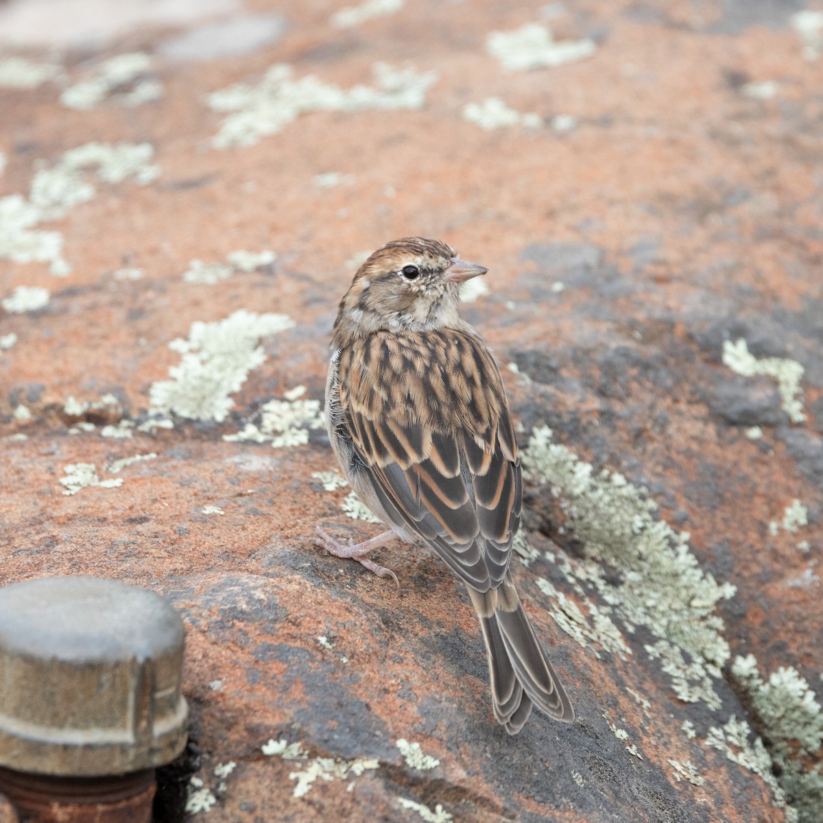 Chipping Sparrow - ML623882153