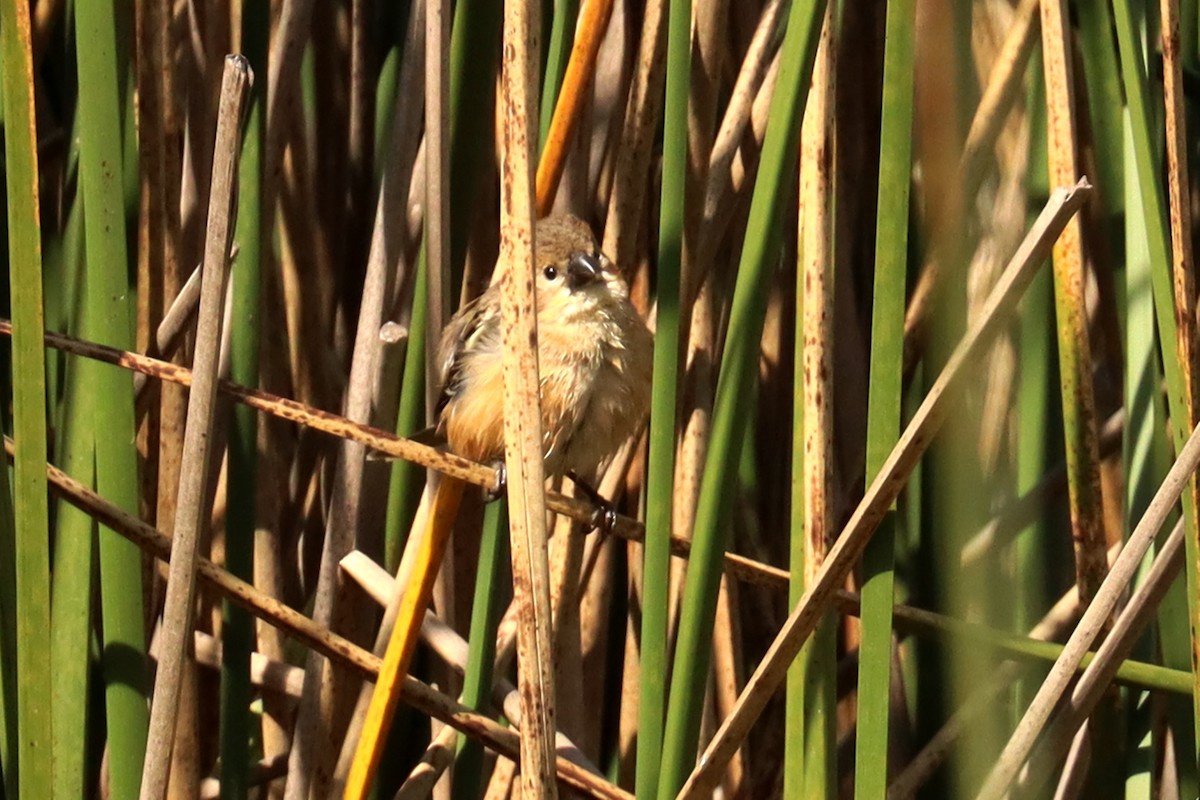 Rusty-collared Seedeater - ML623882154