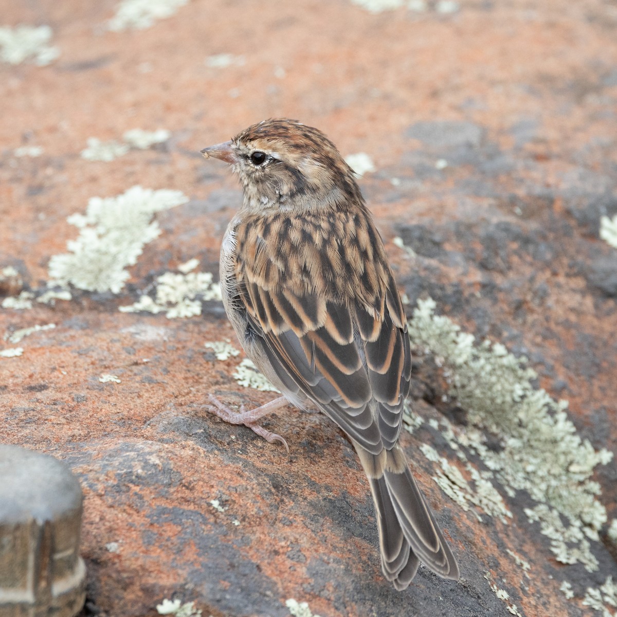 Chipping Sparrow - ML623882155