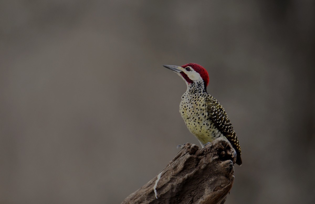 Bennett's Woodpecker - ML623882156