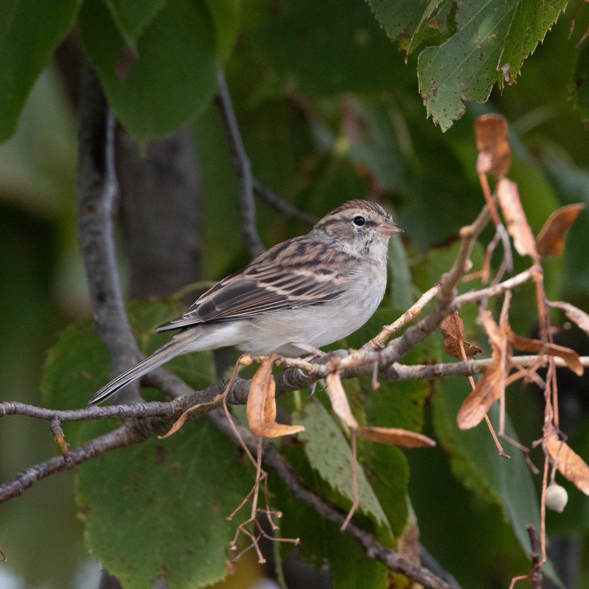 Chipping Sparrow - ML623882158