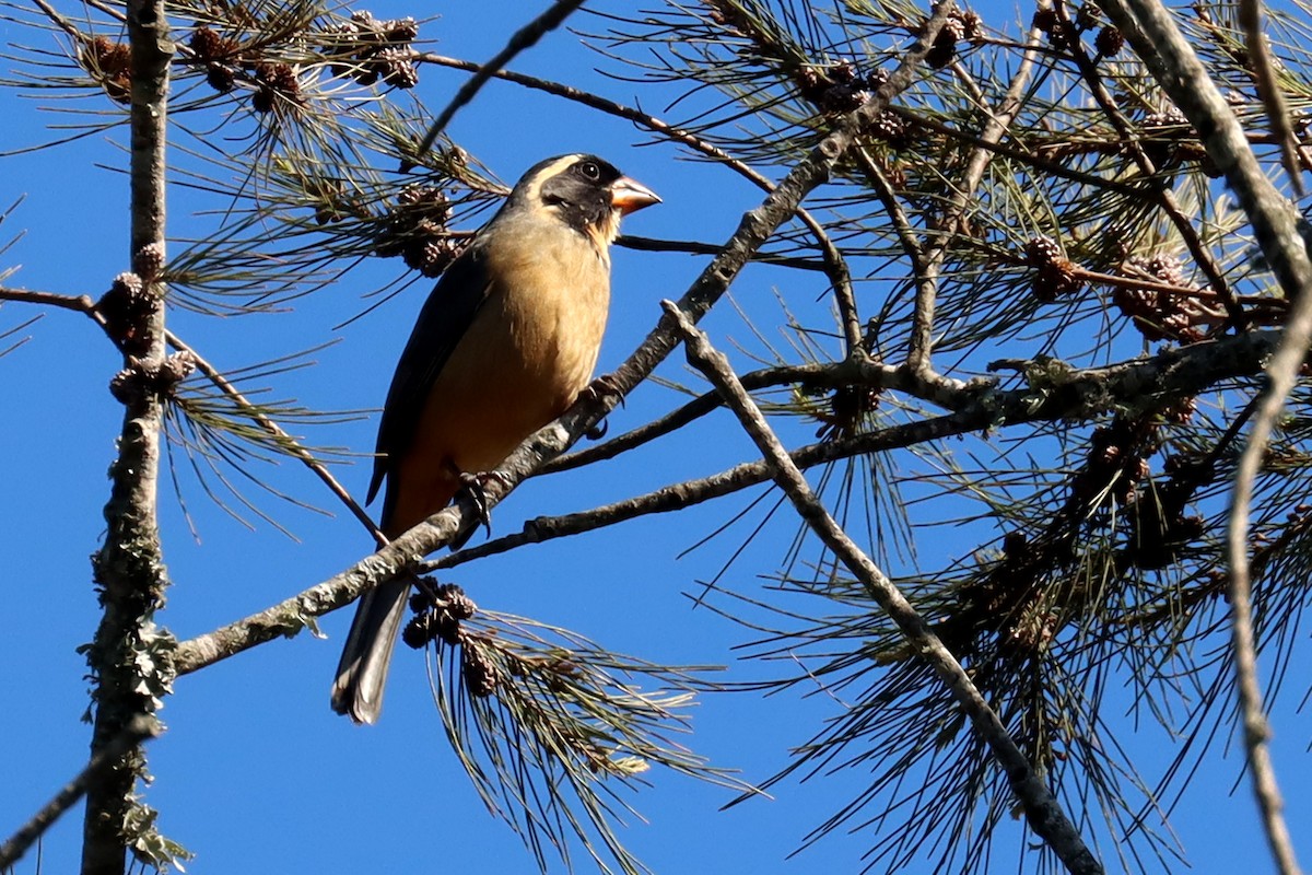 Golden-billed Saltator - ML623882163