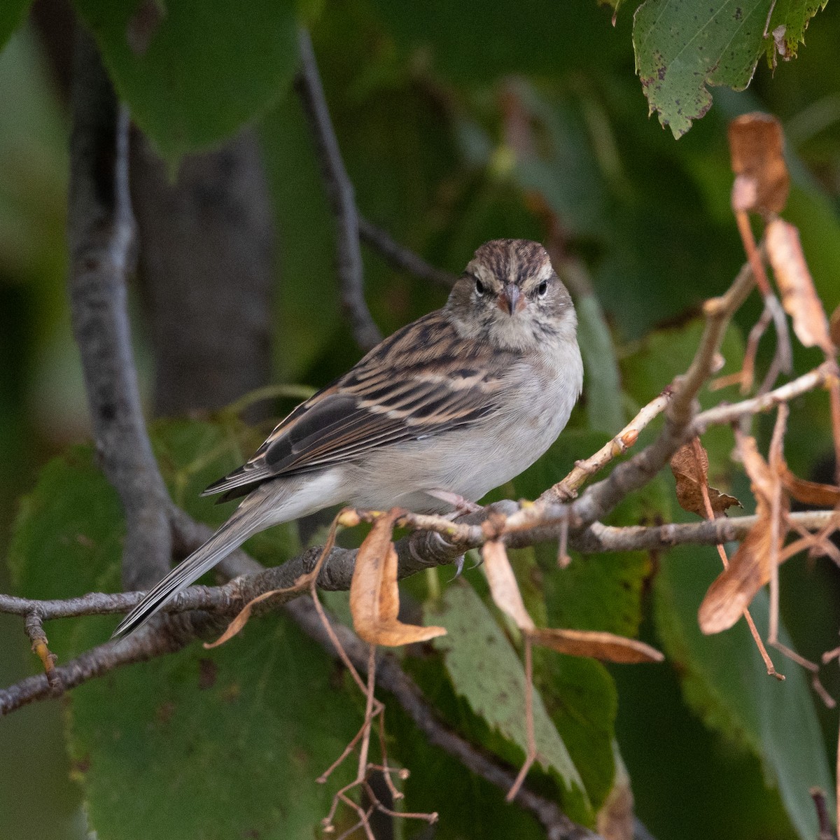 Chipping Sparrow - Mary McKitrick