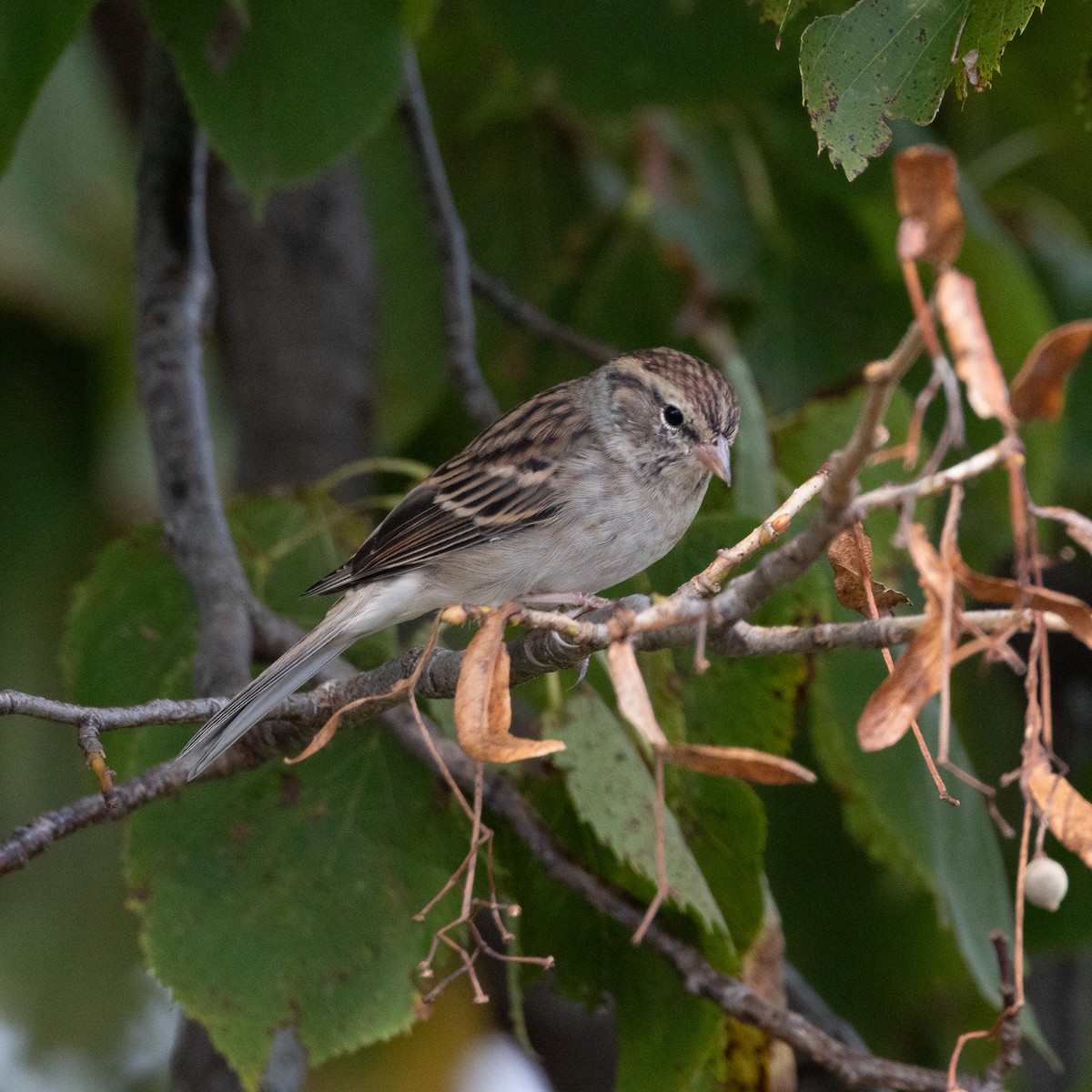 Chipping Sparrow - ML623882165