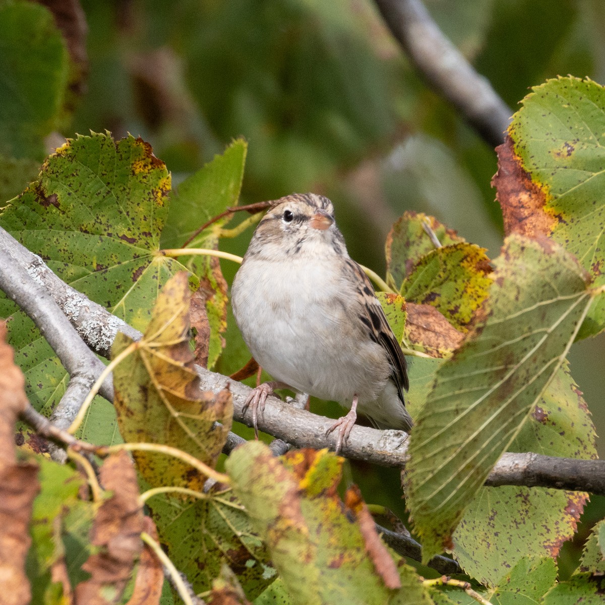 Chipping Sparrow - Mary McKitrick