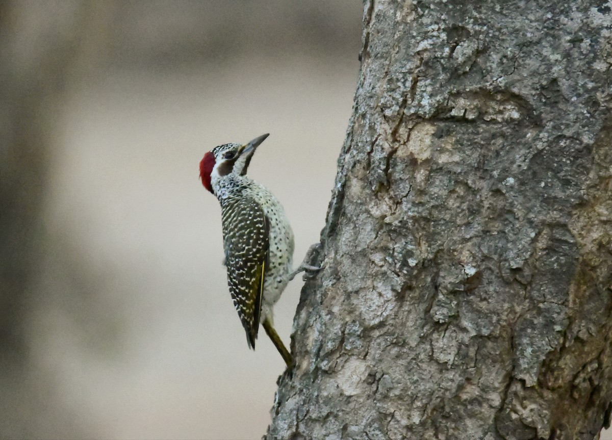 Bennett's Woodpecker - ML623882168