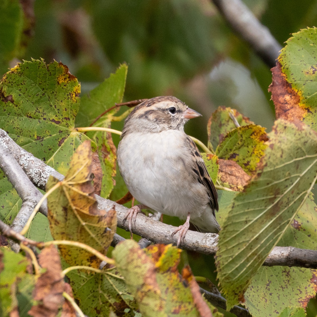 Chipping Sparrow - ML623882170