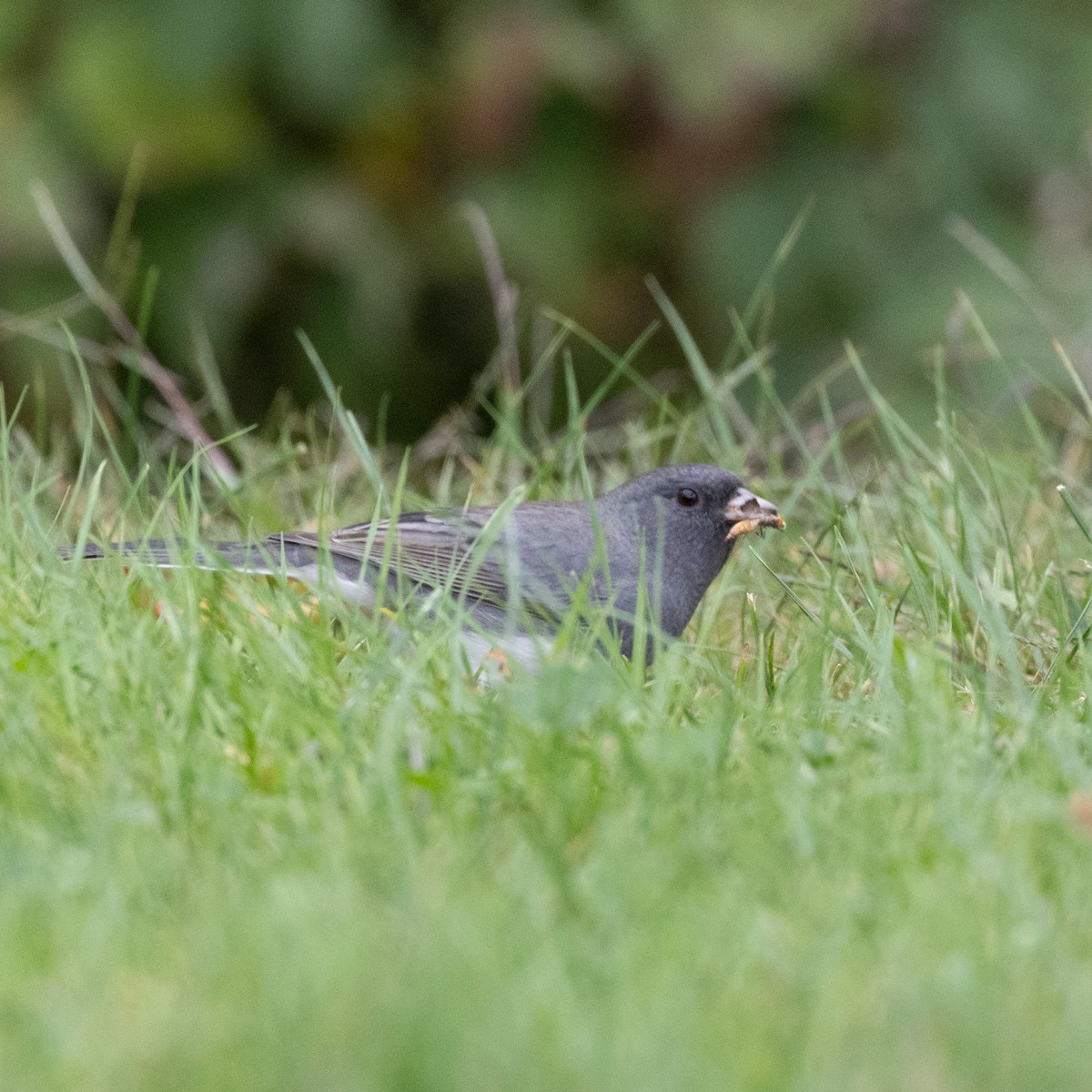 Dark-eyed Junco (Slate-colored) - ML623882172