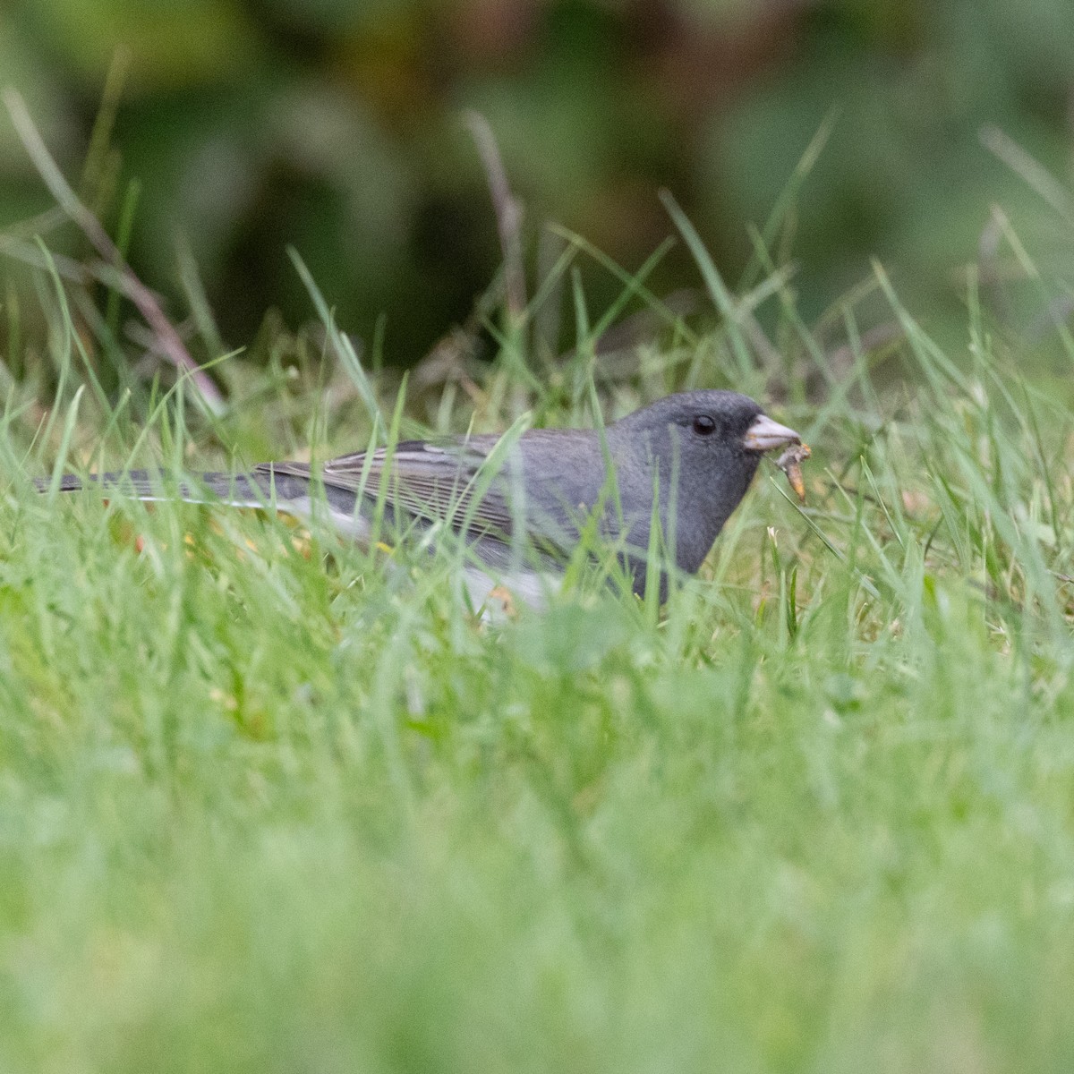 Dark-eyed Junco (Slate-colored) - ML623882175