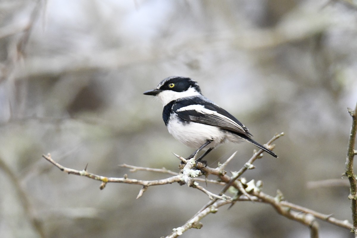 Chinspot Batis - Fernando Manteiga