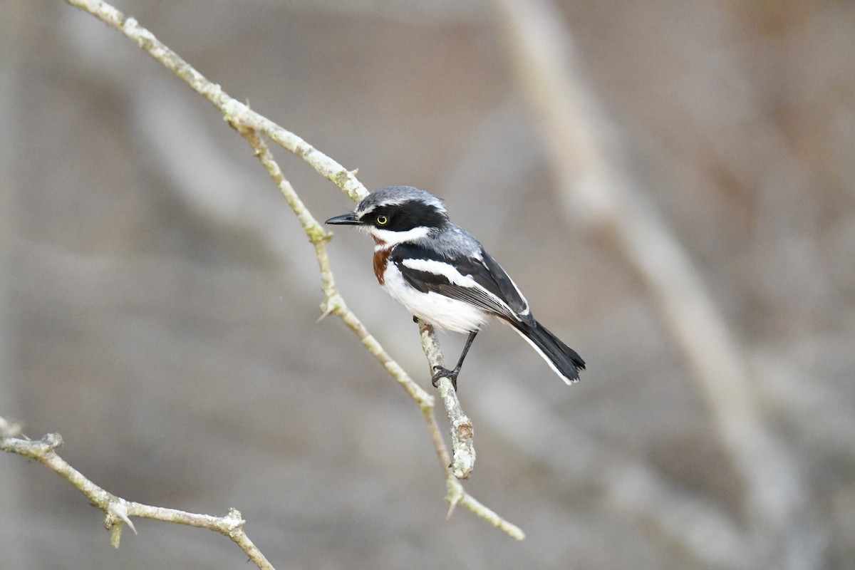 Chinspot Batis - ML623882181