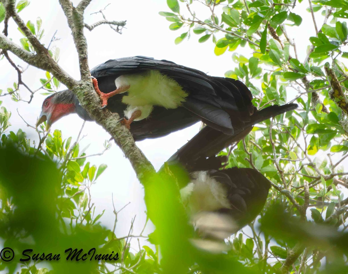 Red-throated Caracara - ML623882188