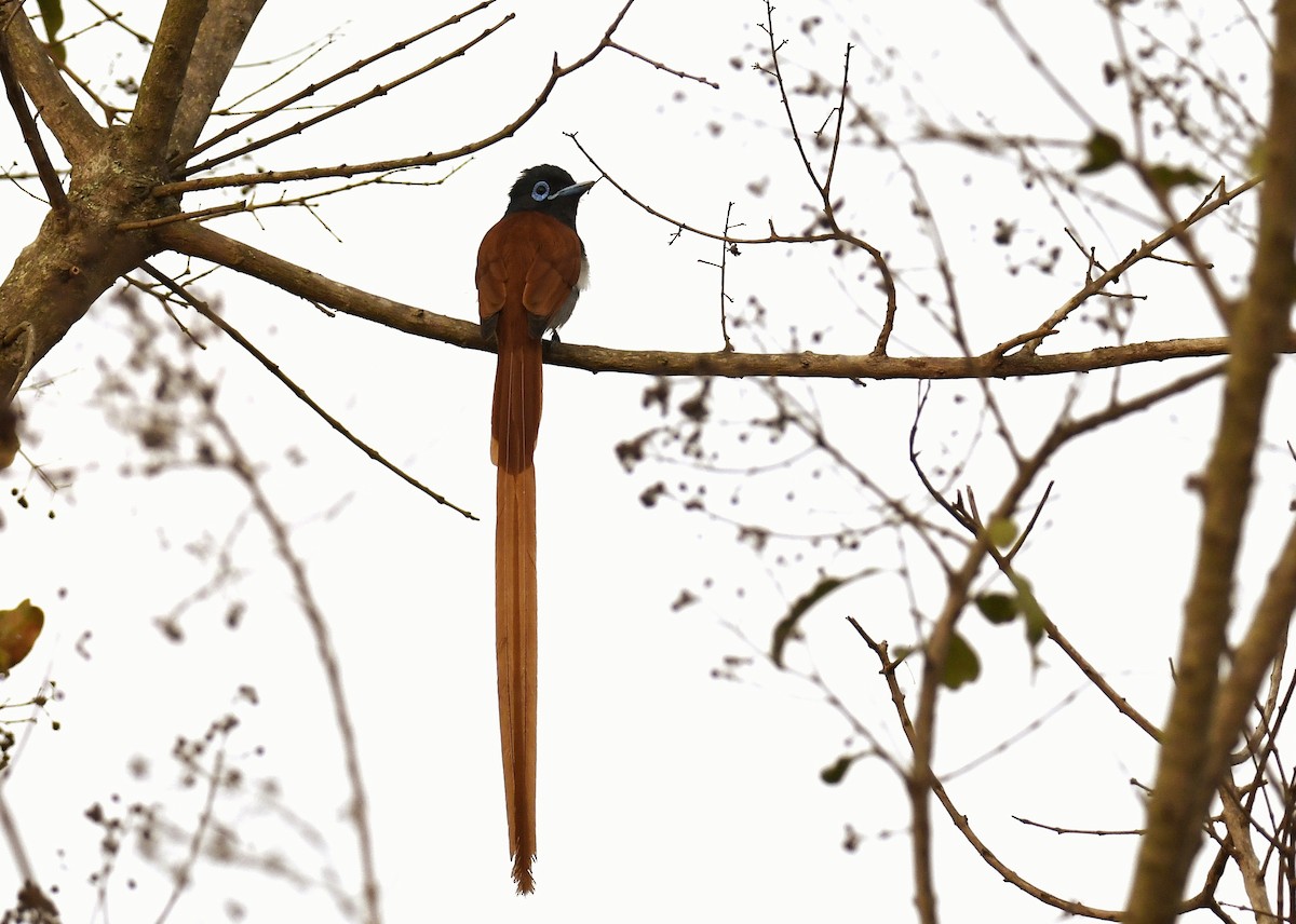 African Paradise-Flycatcher - ML623882190