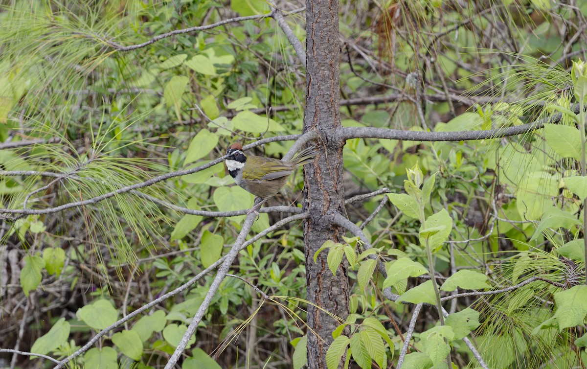 Collared Towhee - ML623882194