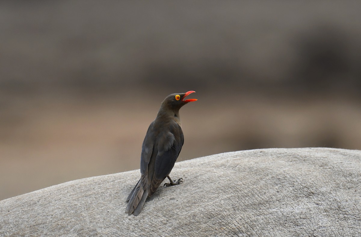 Red-billed Oxpecker - ML623882207