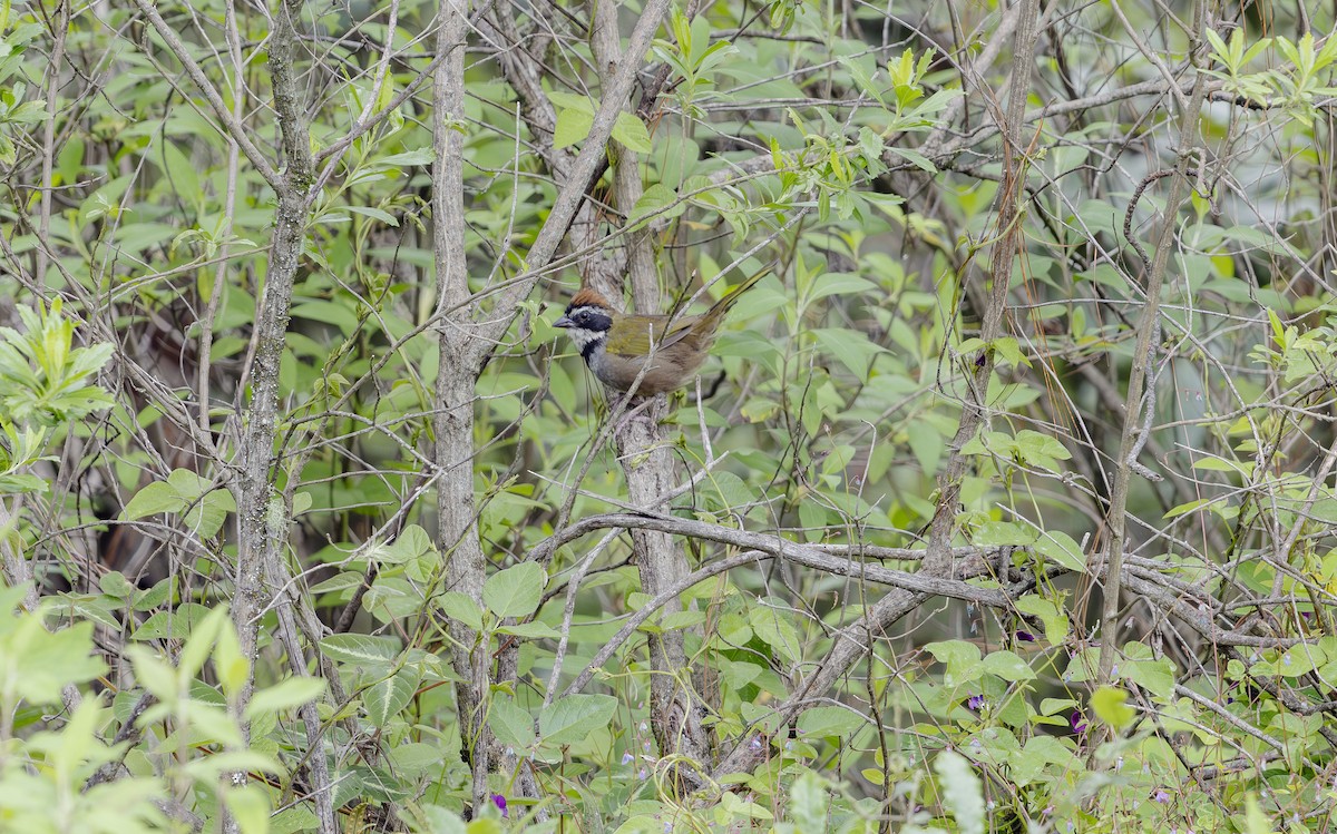 Collared Towhee - ML623882212