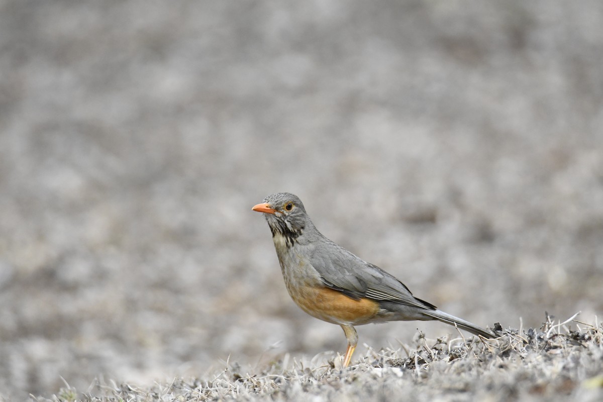 Kurrichane Thrush - ML623882217