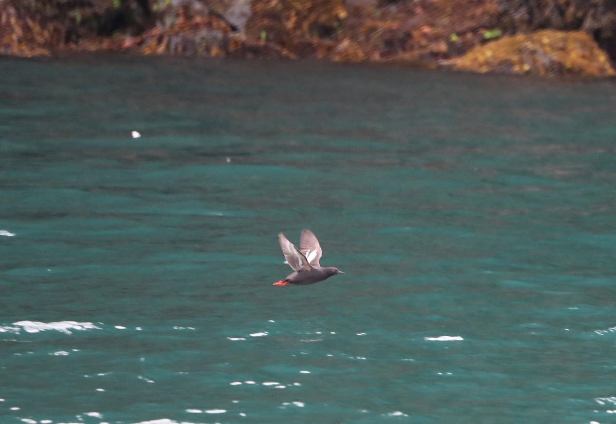 Pigeon Guillemot - ML623882220