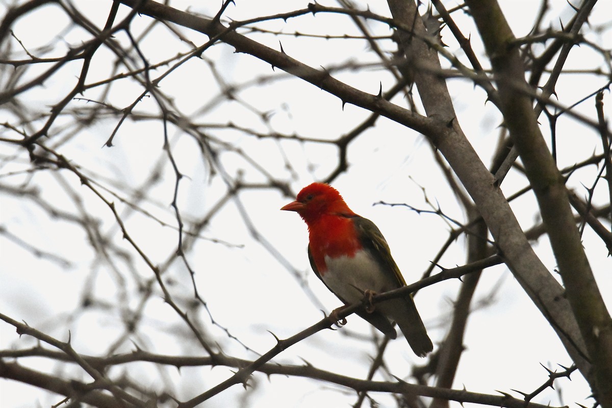 Red-headed Weaver - Fernando Manteiga