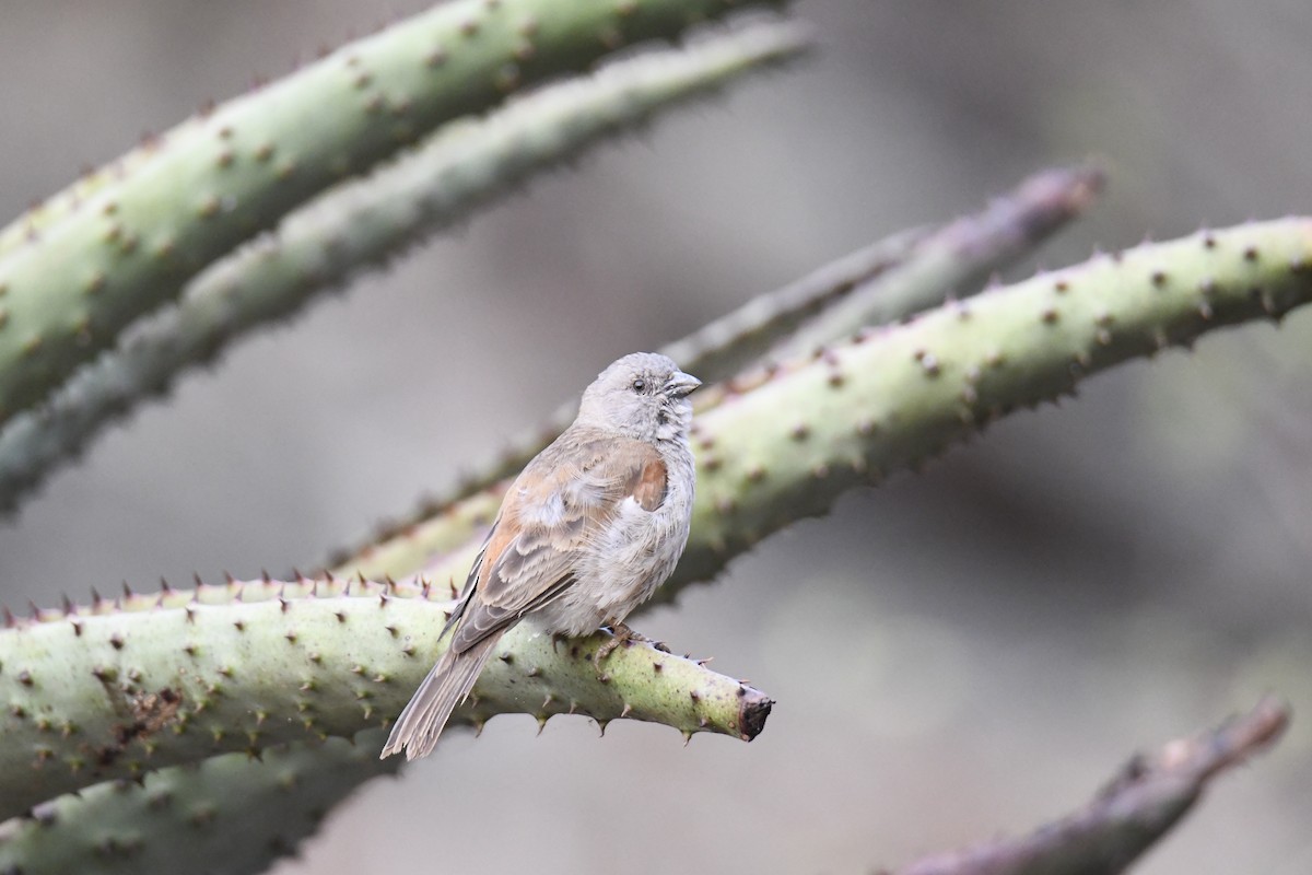 Southern Gray-headed Sparrow - ML623882239