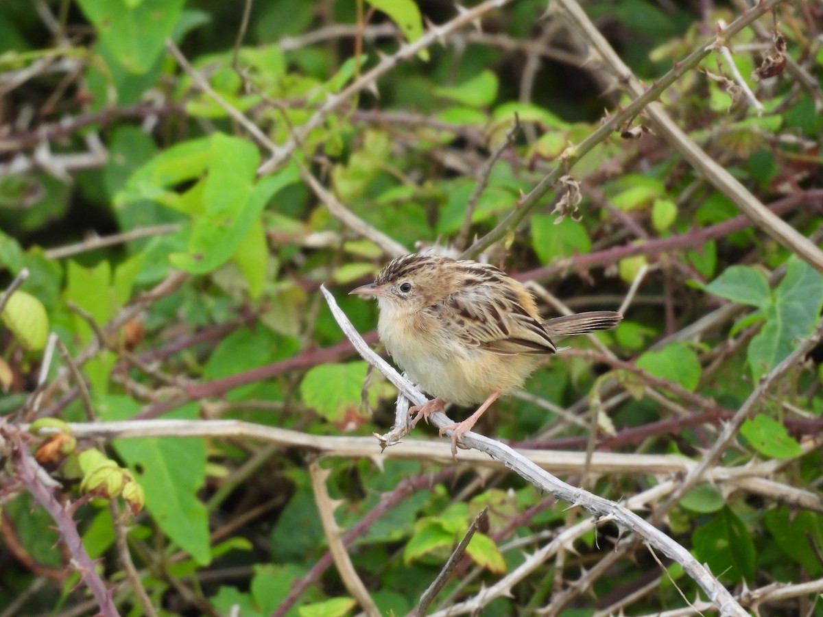 Zitting Cisticola - ML623882289