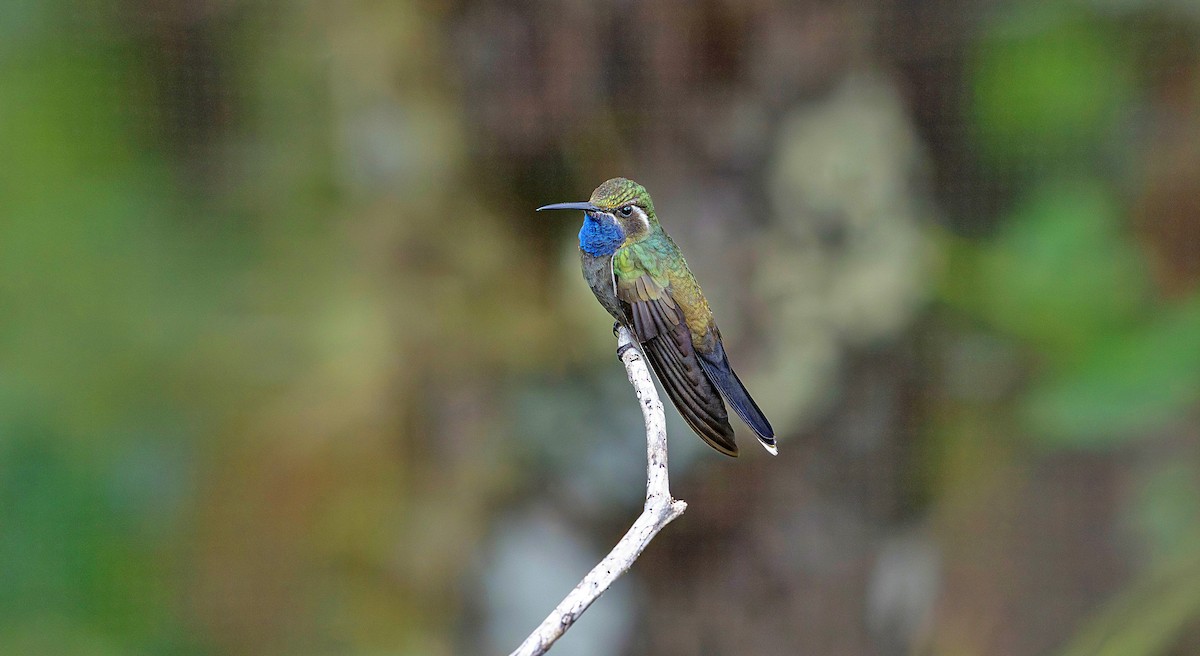 Blue-throated Mountain-gem - ML623882297