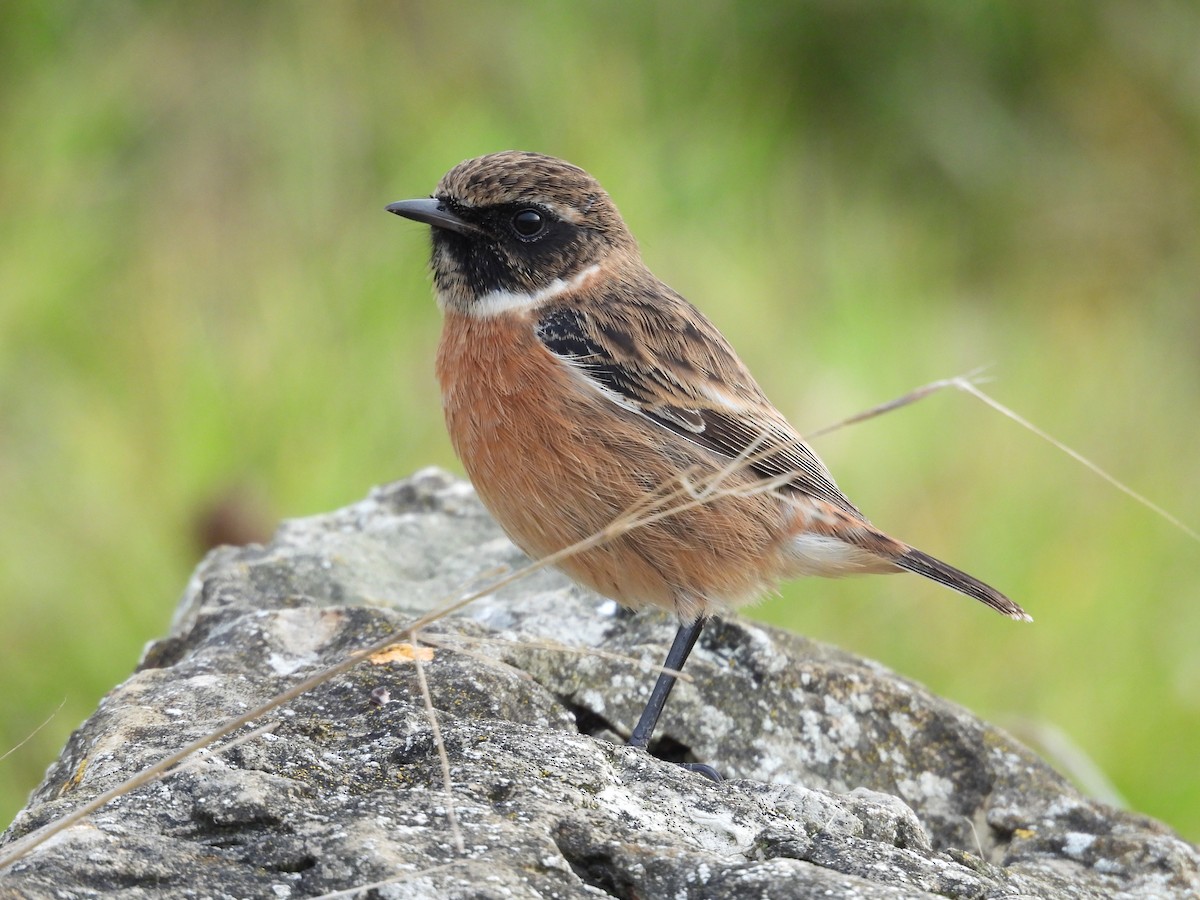 European Stonechat - ML623882300