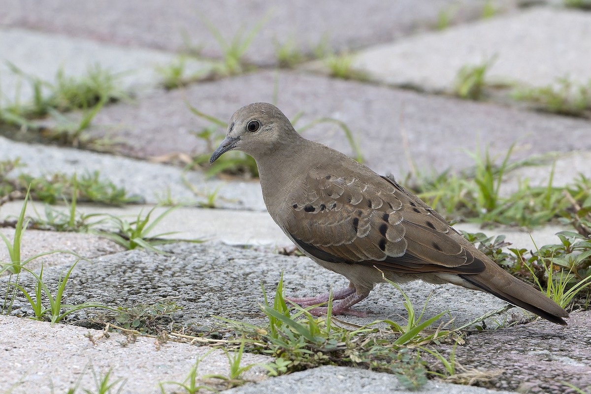 Ruddy Ground Dove - ML623882312