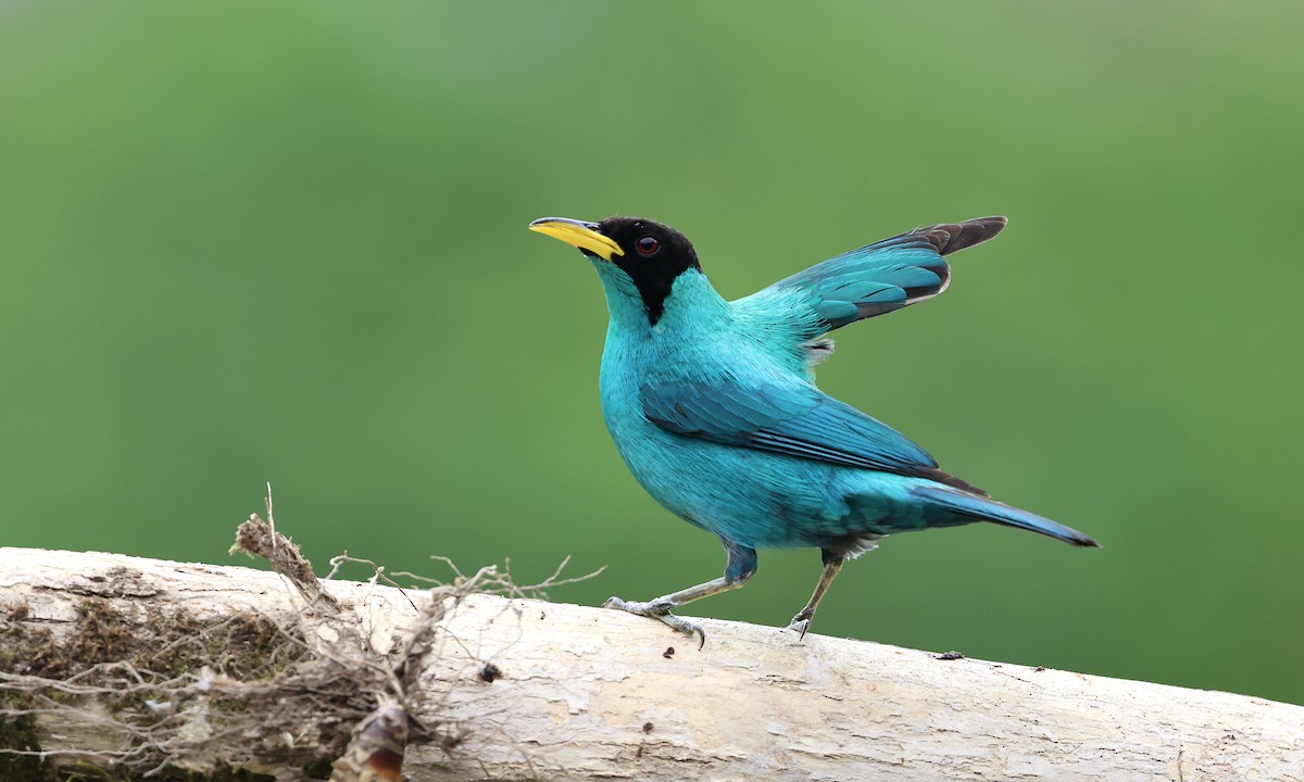 Green Honeycreeper - ML623882314