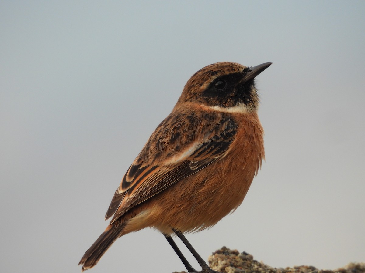 European Stonechat - ML623882316