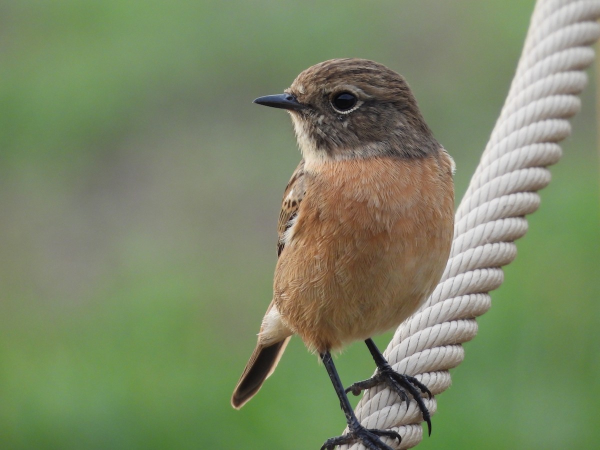 European Stonechat - ML623882317