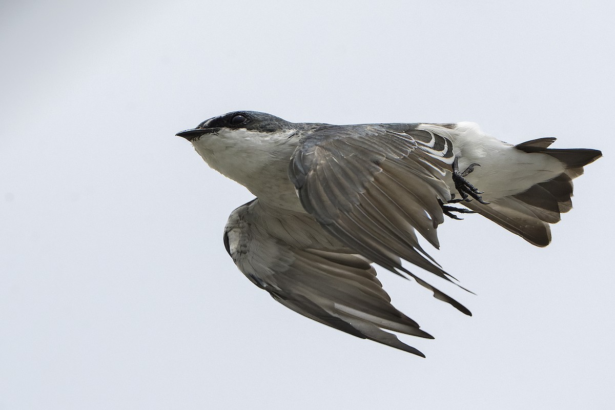 Mangrove Swallow - ML623882339