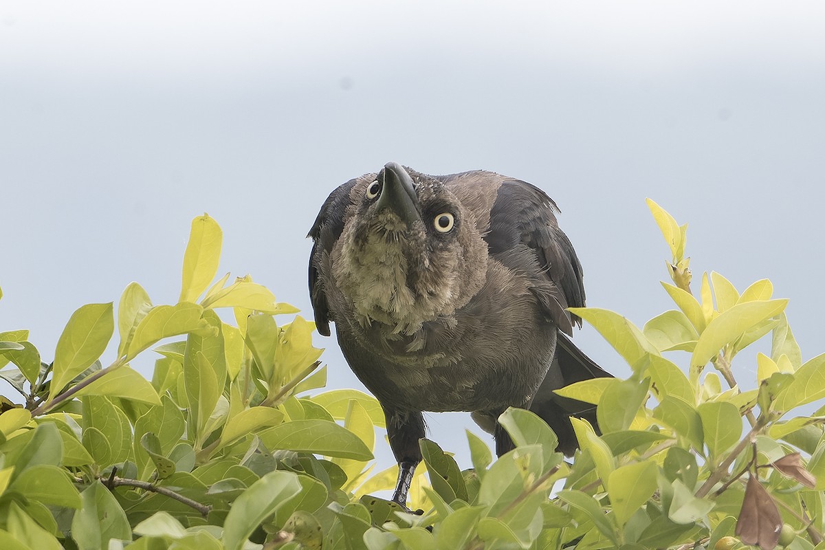 Great-tailed Grackle - Jérôme Benezet