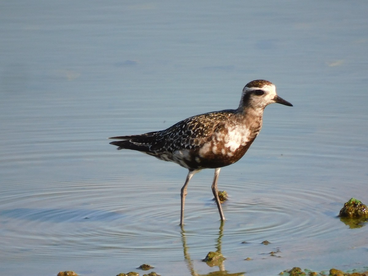 Black-bellied Plover - ML623882353